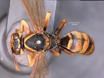 Media type: image;   Entomology 33179 Aspect: habitus dorsal view